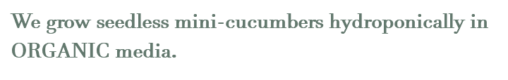 We grow seedless mini-cucumbers hydroponically in ORGANIC media.