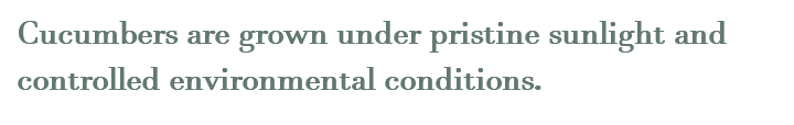 Cucumbers are grown under pristine sunlight and controlled environmental conditions.