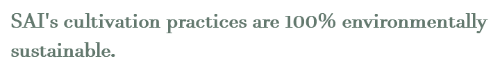 SAI's cultivation practices are 100% environmentally sustainable. 